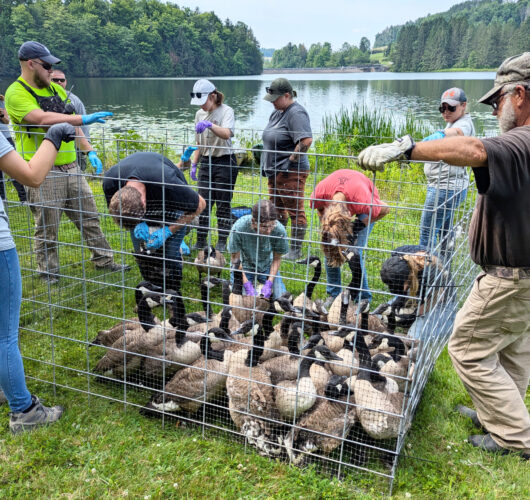 Bird banding by PGC provides  a lot of valuable data to study